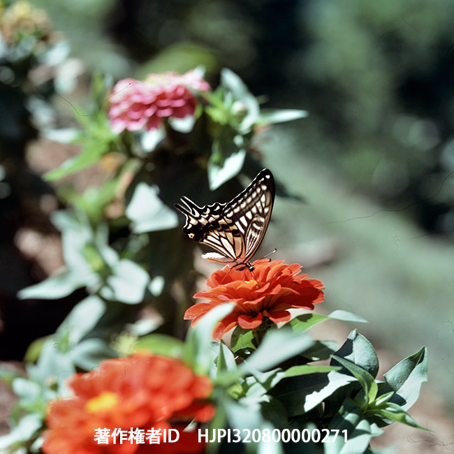 アゲハチョウ　コーワSIX