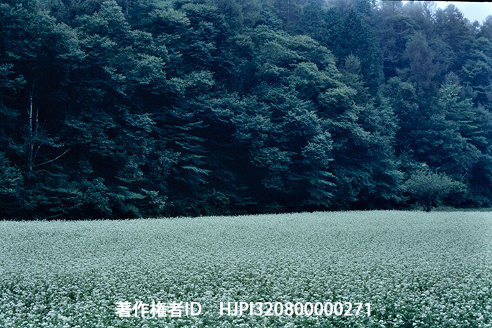 ソバ畑　アサヒフレックスⅡB