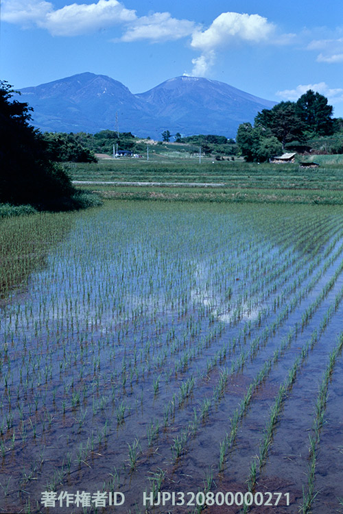 浅間山の見える田んぼ　オリンパスOM-30