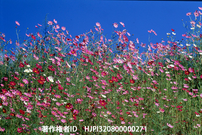 コスモス　ペンタックスSP