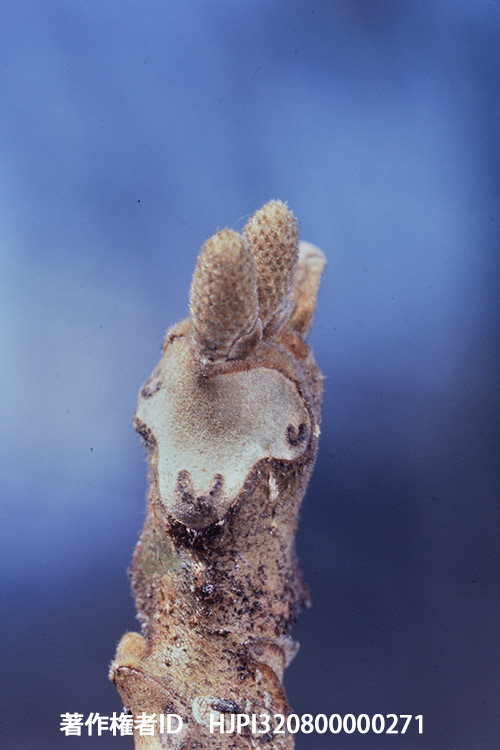 オニグルミの葉痕　ミノルタSR-1