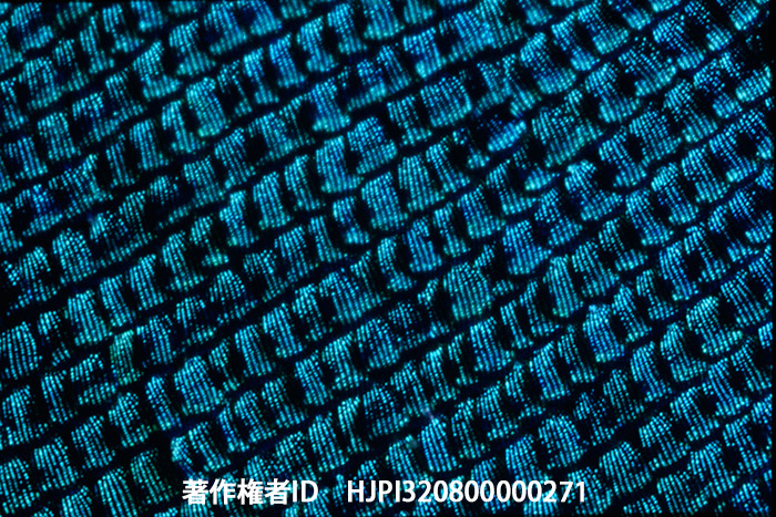 蝶の翅の鱗粉　ミノルタx-700