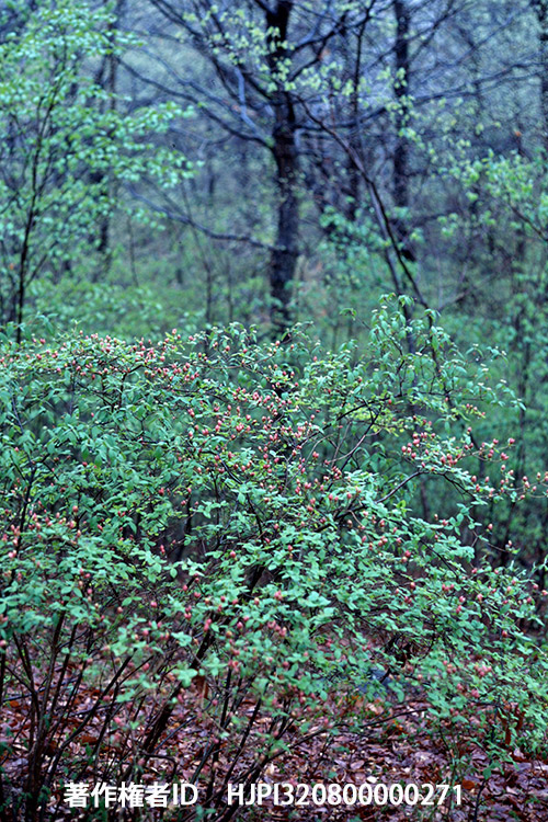 アトリエの林　ペトリV6