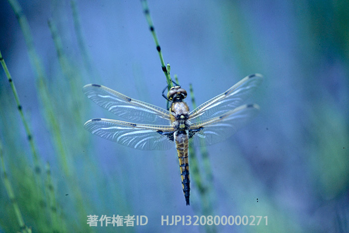 羽化したてのヨツボシトンボ　オリンパスOM-4