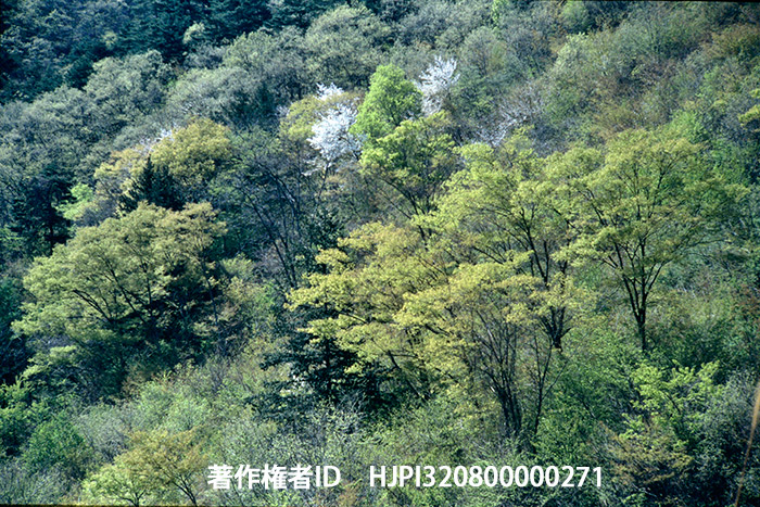 新緑の中のヤマザクラ　キャノンEXオート