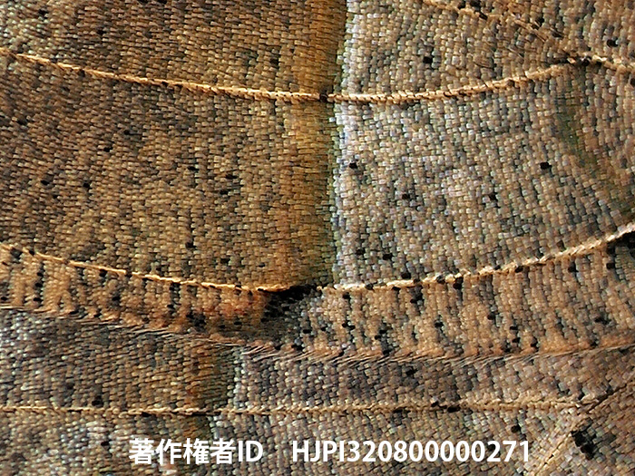 オリンパスE-M1 Xの手持ちハイレゾショット