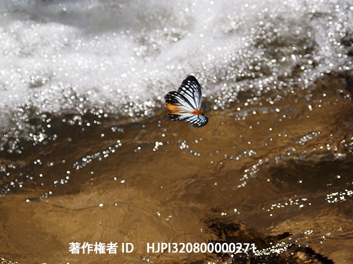 タイから戻って　Calinaga sudassana