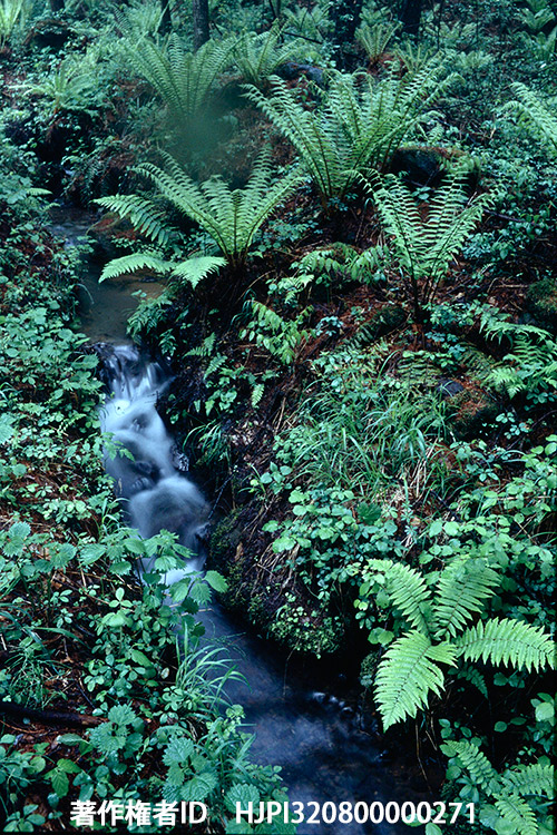 ヤマドリゼンマイ　キャノンTLB