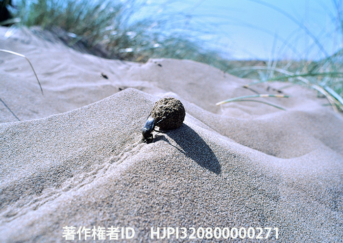 ファーブル昆虫記が再放送されます。