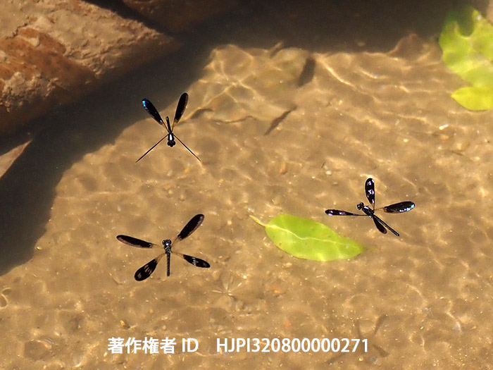 ハナダカトンボのテリトリー争い　Rhinocypha fenestrata