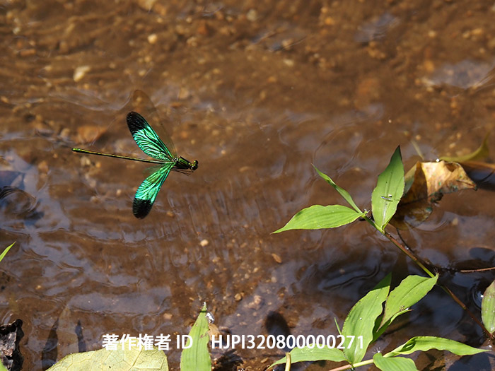 ミドリカワトンボの飛翔　Neurobasis chinensis