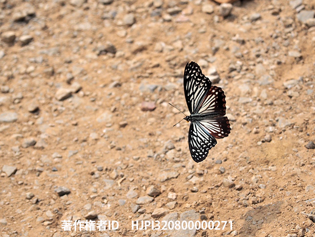 カバシタゴマダラの飛翔　Hestinalis nama　