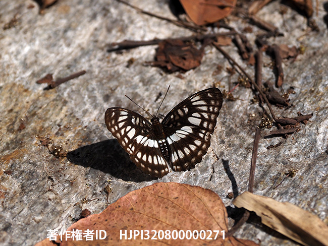 ランガシロミスジ 　Athyma range