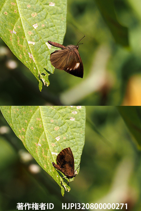 マルスアシナガシジの飛翔　Miletus mallus