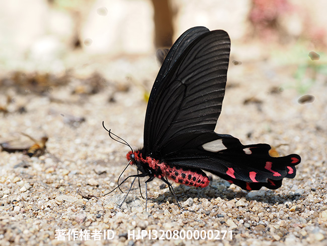 ダサラダベニモンアゲハ　Atrophaneura dasarada