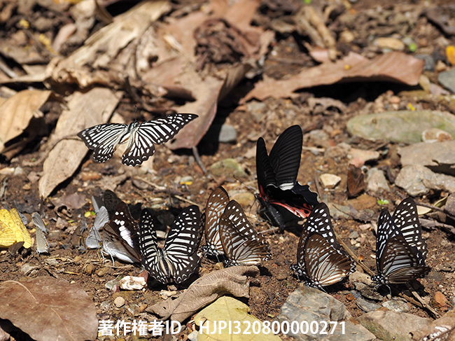 チョウの吸水集団　Graphium macareus