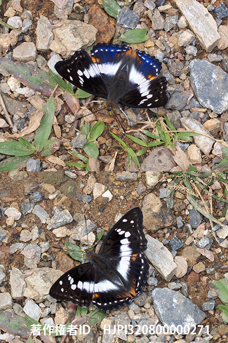 アンビカコムラサキの構造色　Mimathyma ambica