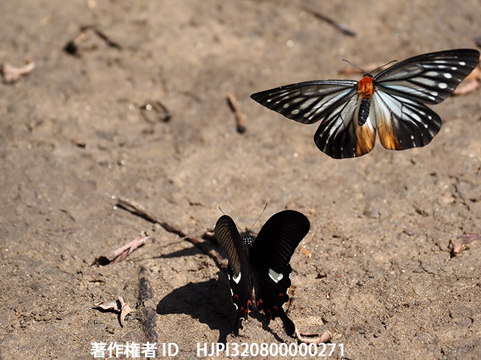 オオクビワチョウの飛翔 Calinaga sudassana