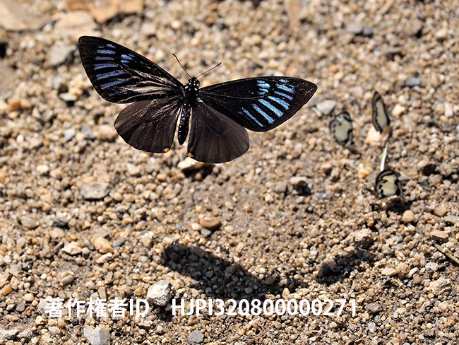 スラテリマネシアゲハ Chilasa slateri