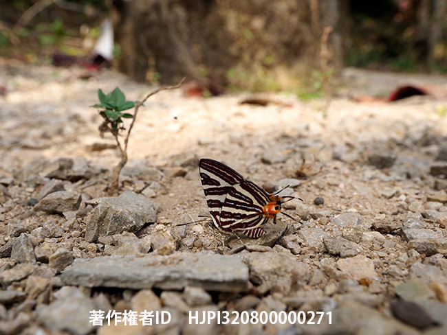 セリガキマダラルリツバメ　Cigaritis seliga