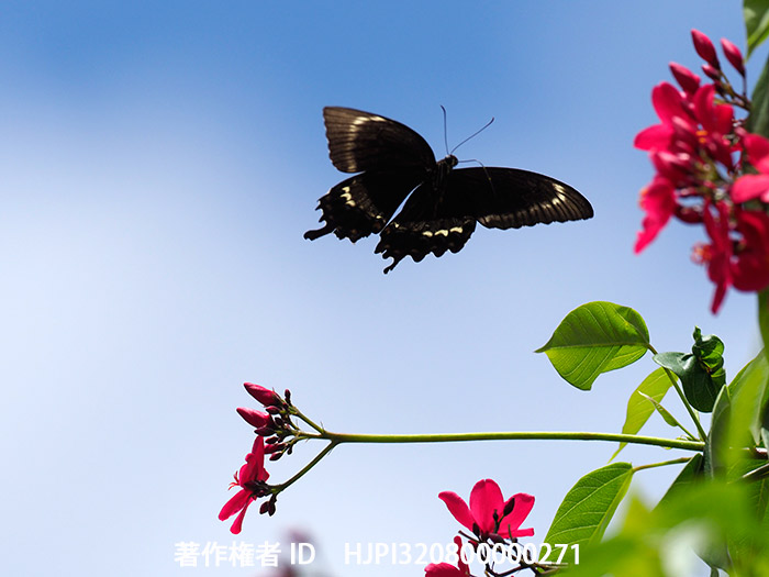 ソロモンから戻って