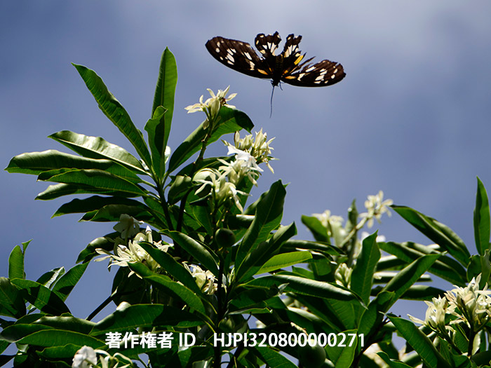 ビクトリアトリバネアゲハ♀　　Ornithoptera victoriae