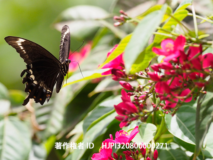 ネッタイモンキアゲハ Papilio fuscus 