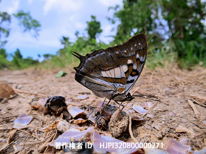 ジュピターフタオチョウ　Polyura jupiter