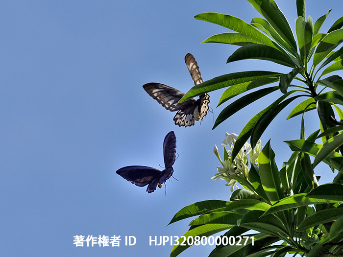 アオメガネトリバネアゲハの求愛　Ornithoptera priamus urvillianus