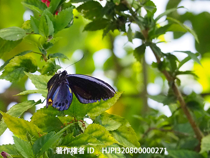 アオメガネトリバネアゲハの飛翔　Ornithoptera priamus urvillianus