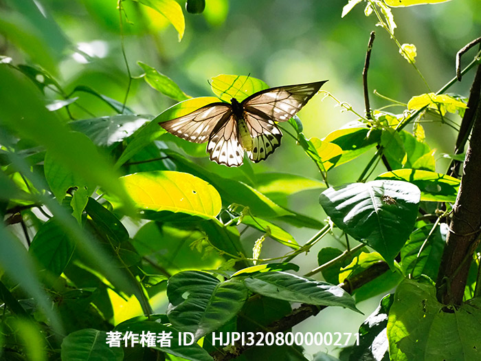アオメガネトリバネアゲハの産卵行動　Ornithoptera priamus urvillianus