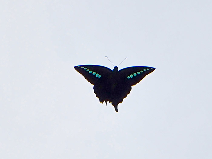 コドルスタイマイ　Graphium codrus