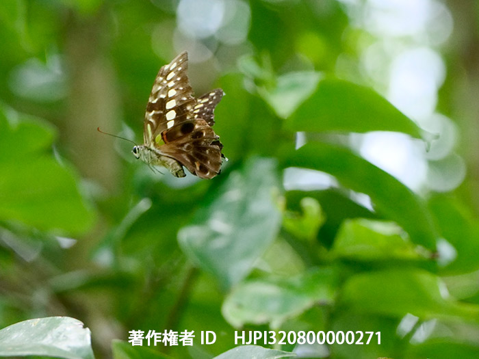 ヒケタオンタイマイの飛翔　Graphium hicetaon