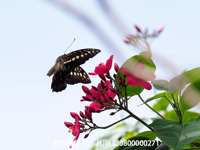 赤い花に来たヒケタオンタイマイ　Graphium hicetaon