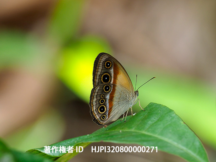 美しいコジャノメ　Mycalesis splendens