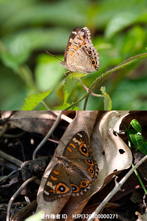 アカタテハモドキ　Junonia villida