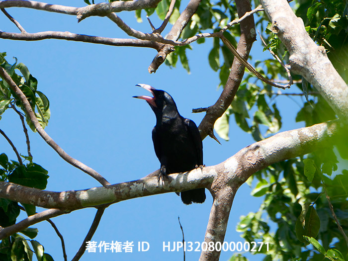 ソロモンガラス