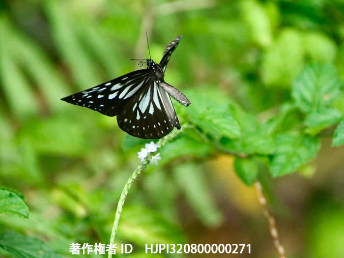 トガリアサギマダラ　Ideopsis juventa