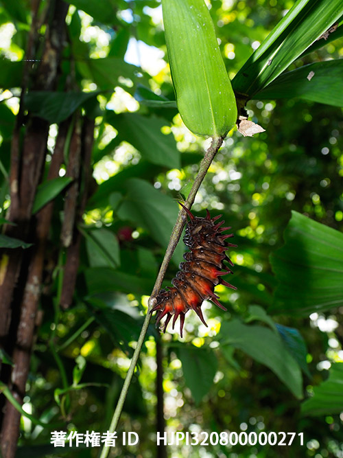 ビクトリアトリバネアゲハの前蛹　 Ornithoptera victoriae
