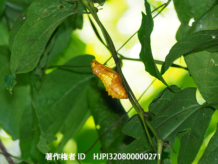 ビクトリアトリバネアゲハの蛹　 Ornithoptera victoriae