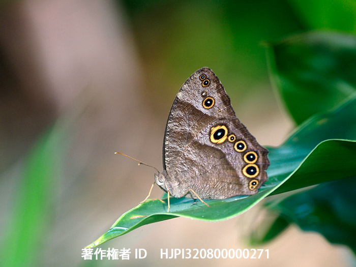 ウスイロコノマチョウ Melanitis leda