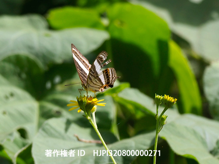 シロオビイシガケチョウ Cyrestis acilia