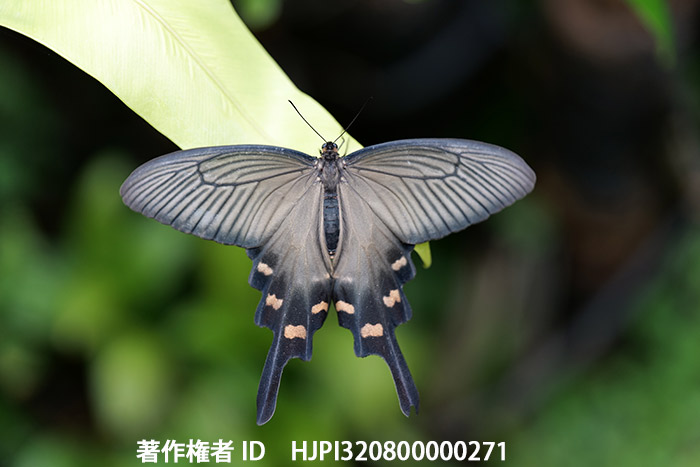 LumixS1と銀座のLumixギャラリー