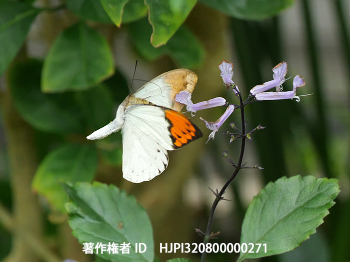 ツマベニチョウの飛翔（LumixS1）