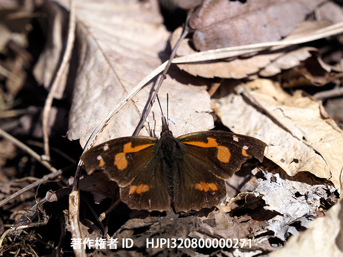 小諸のテングチョウ　Libythea celtis