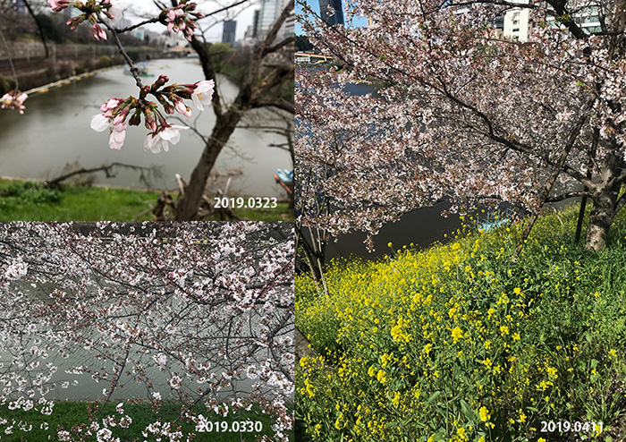 東京の今年のサクラは長持ちした