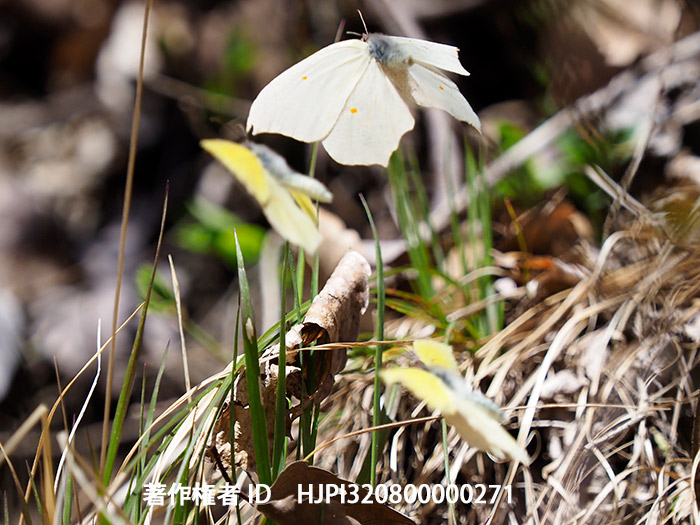 スジボソヤマキチョウのオスとメス　Gonepteryx aspasia 