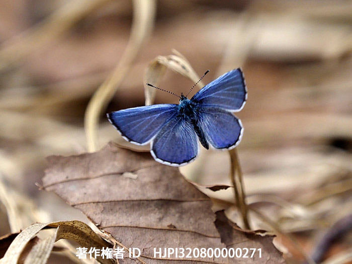 ルリシジミ　Celastrina argiolus