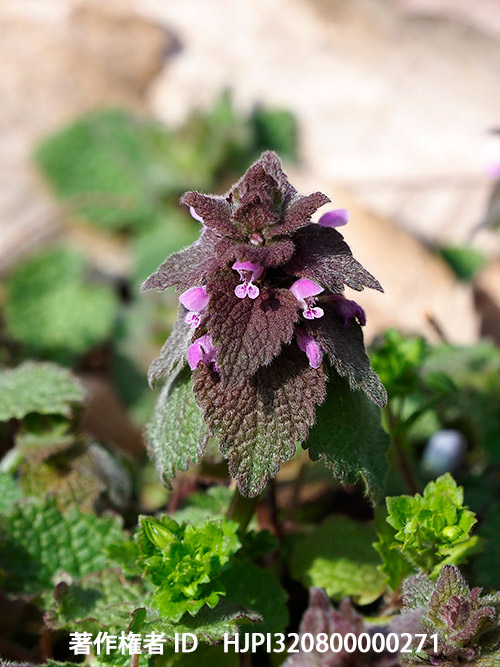 ヒメオドリコソウ　Lamium purpureum