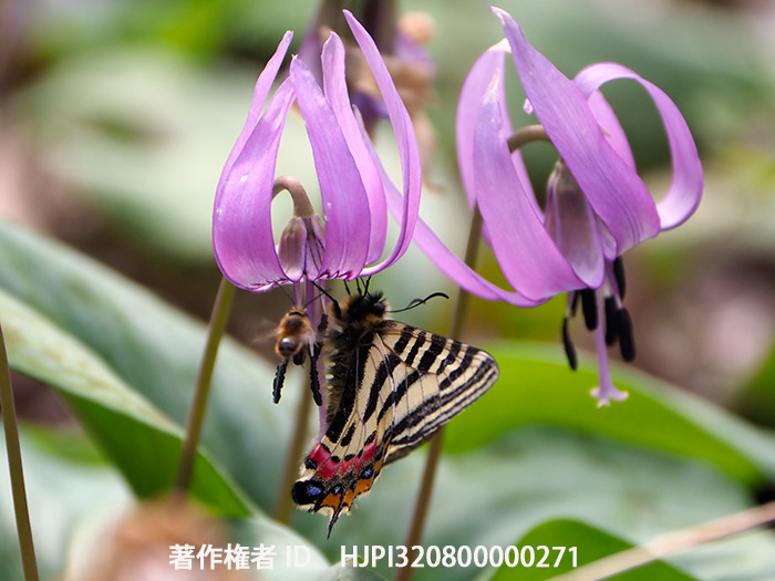 今年のヒメギフチョウ　Luehdorfia puziloi